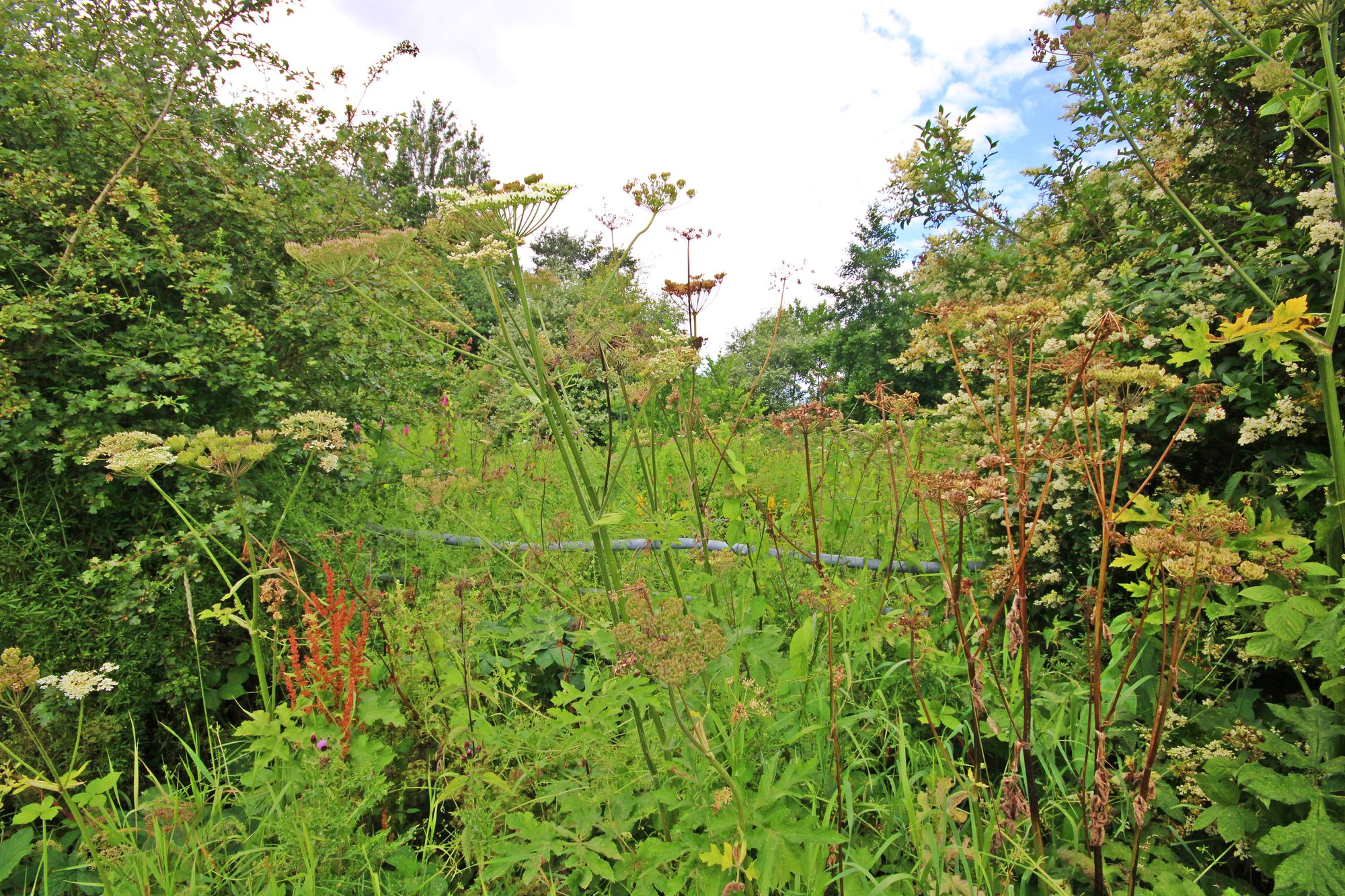 Land at the North side of, Warrington Road, Bold Heath