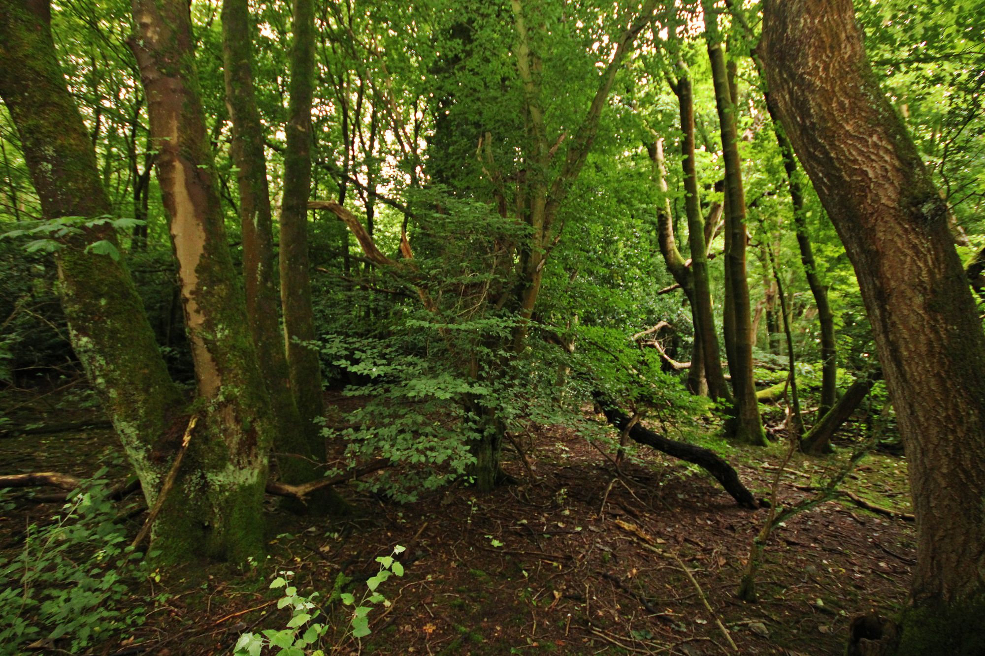 Land at the North side of, Warrington Road, Bold Heath