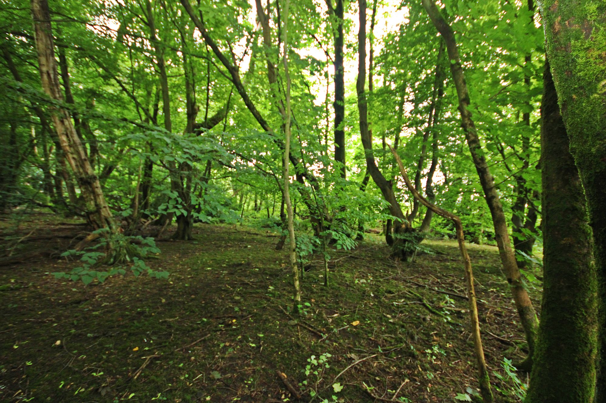 Land at the North side of, Warrington Road, Bold Heath