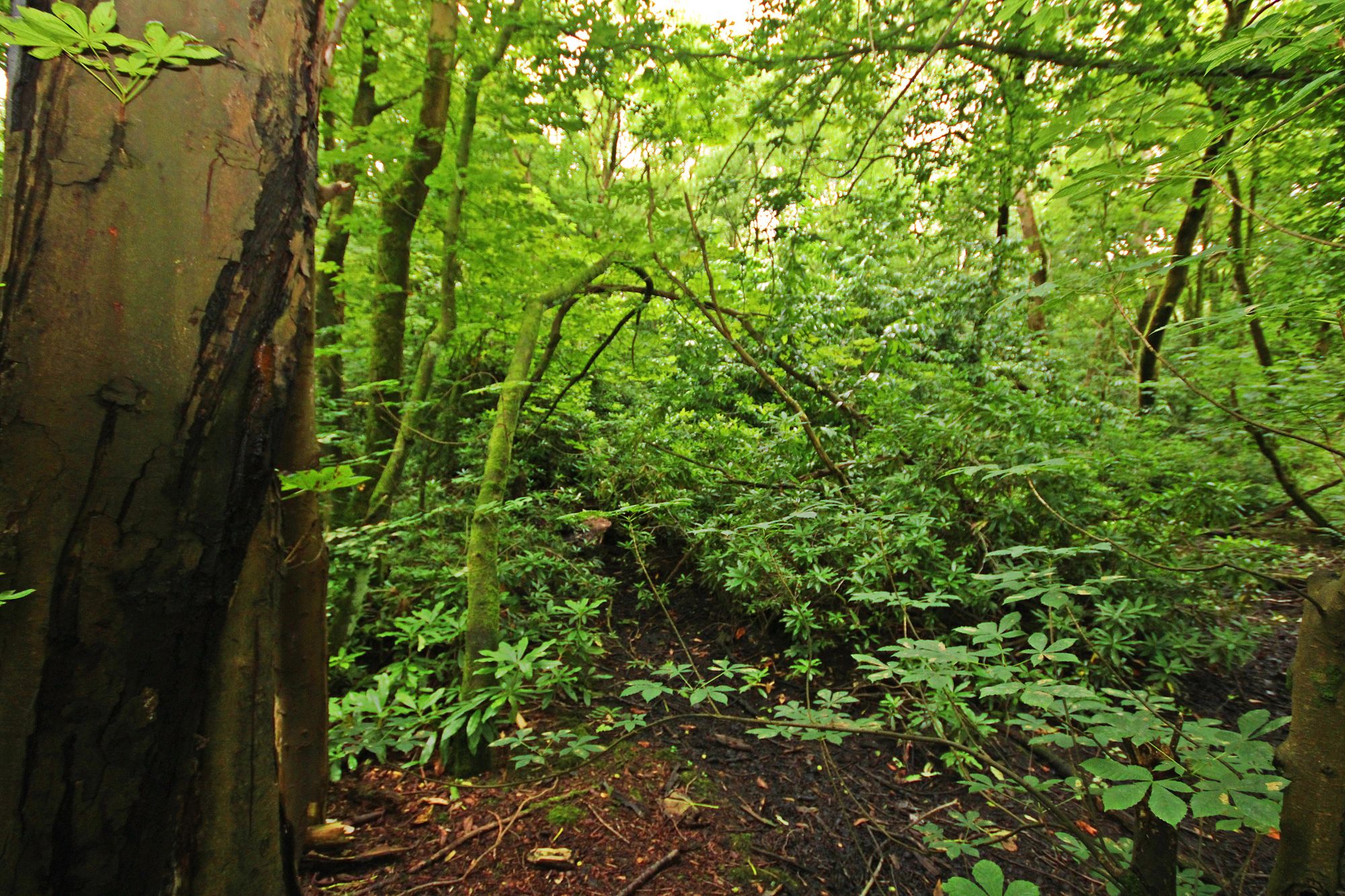 Land at the North side of, Warrington Road, Bold Heath