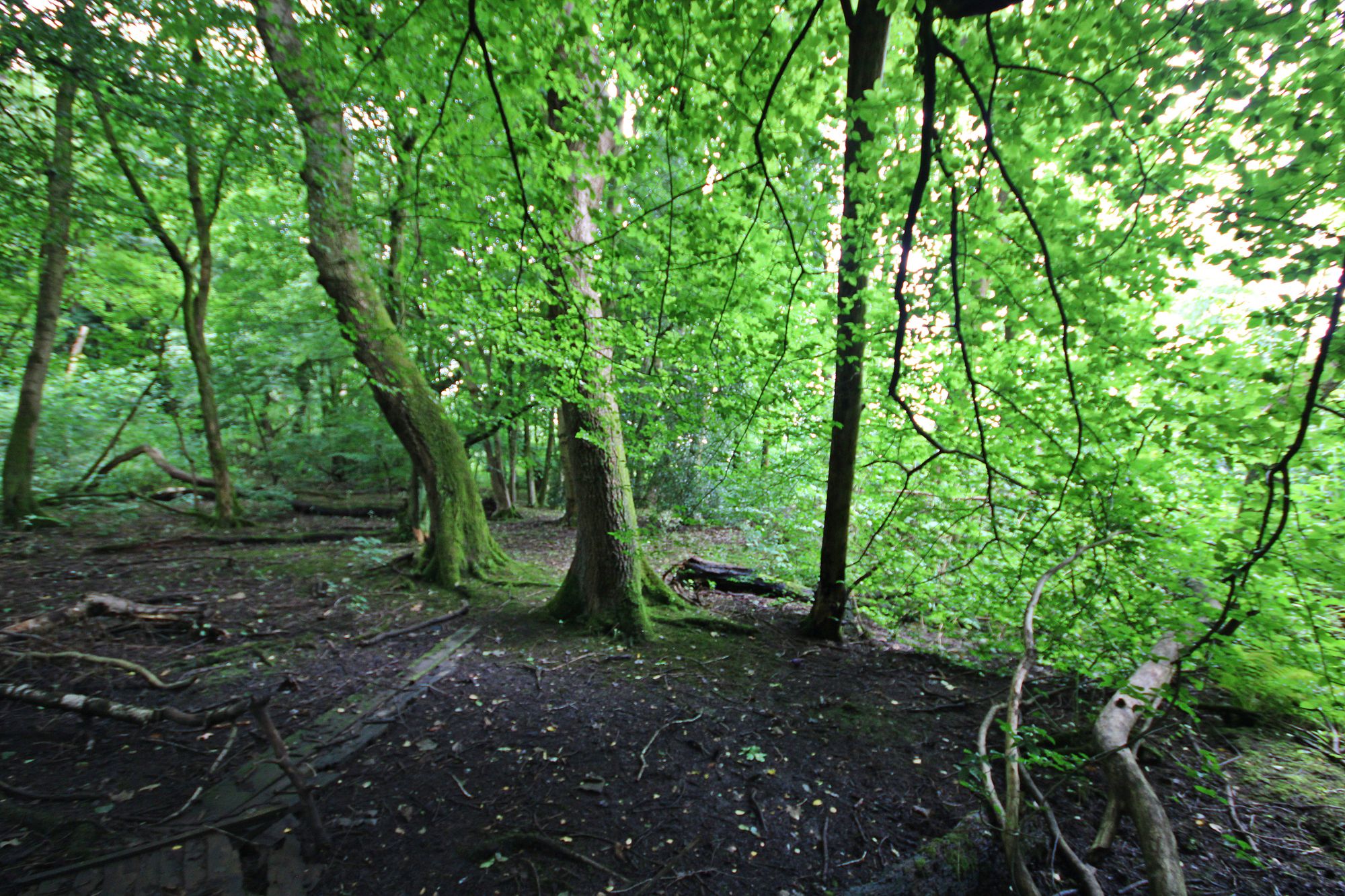 Land at the North side of, Warrington Road, Bold Heath