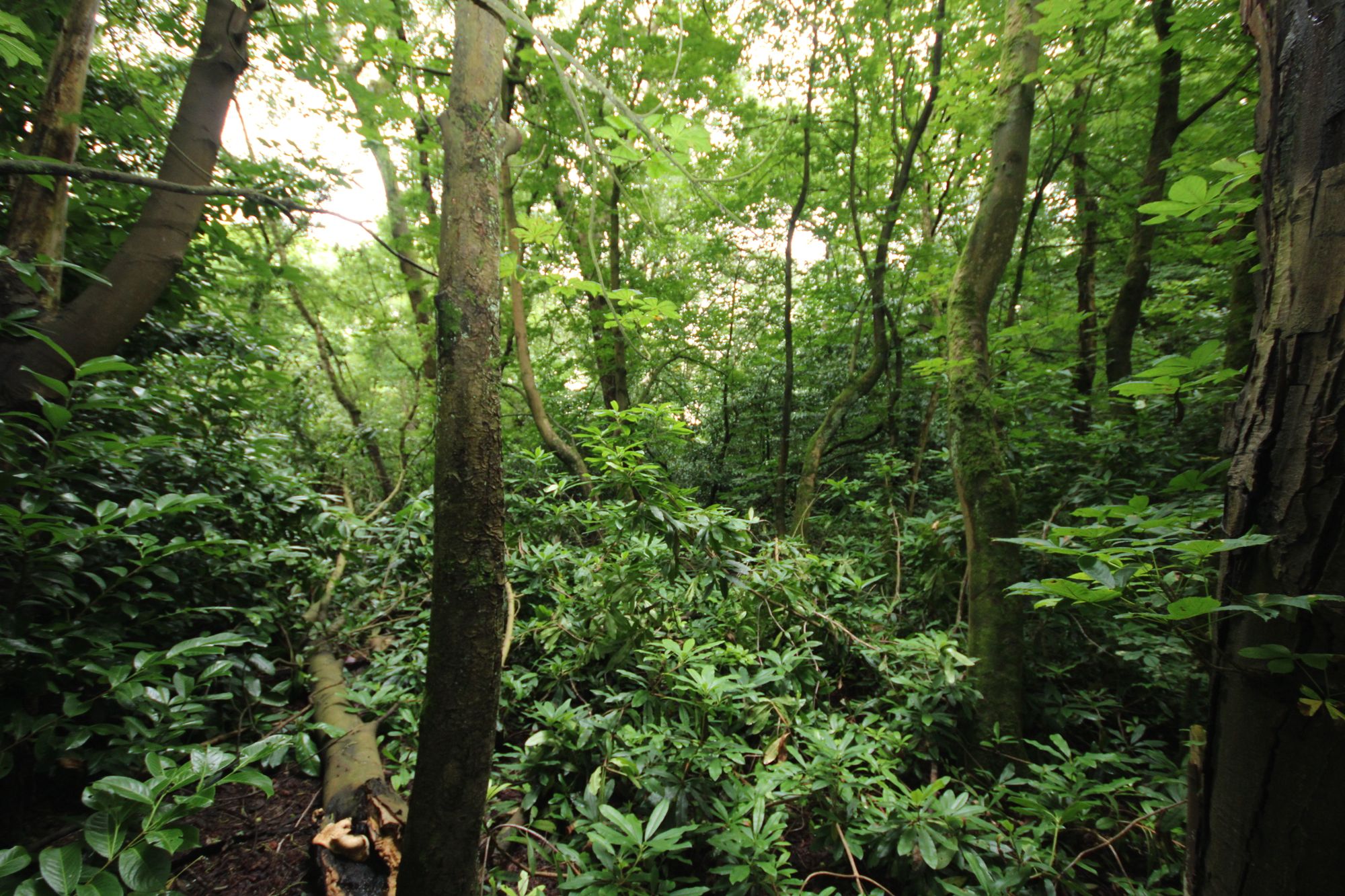 Land at the North side of, Warrington Road, Bold Heath