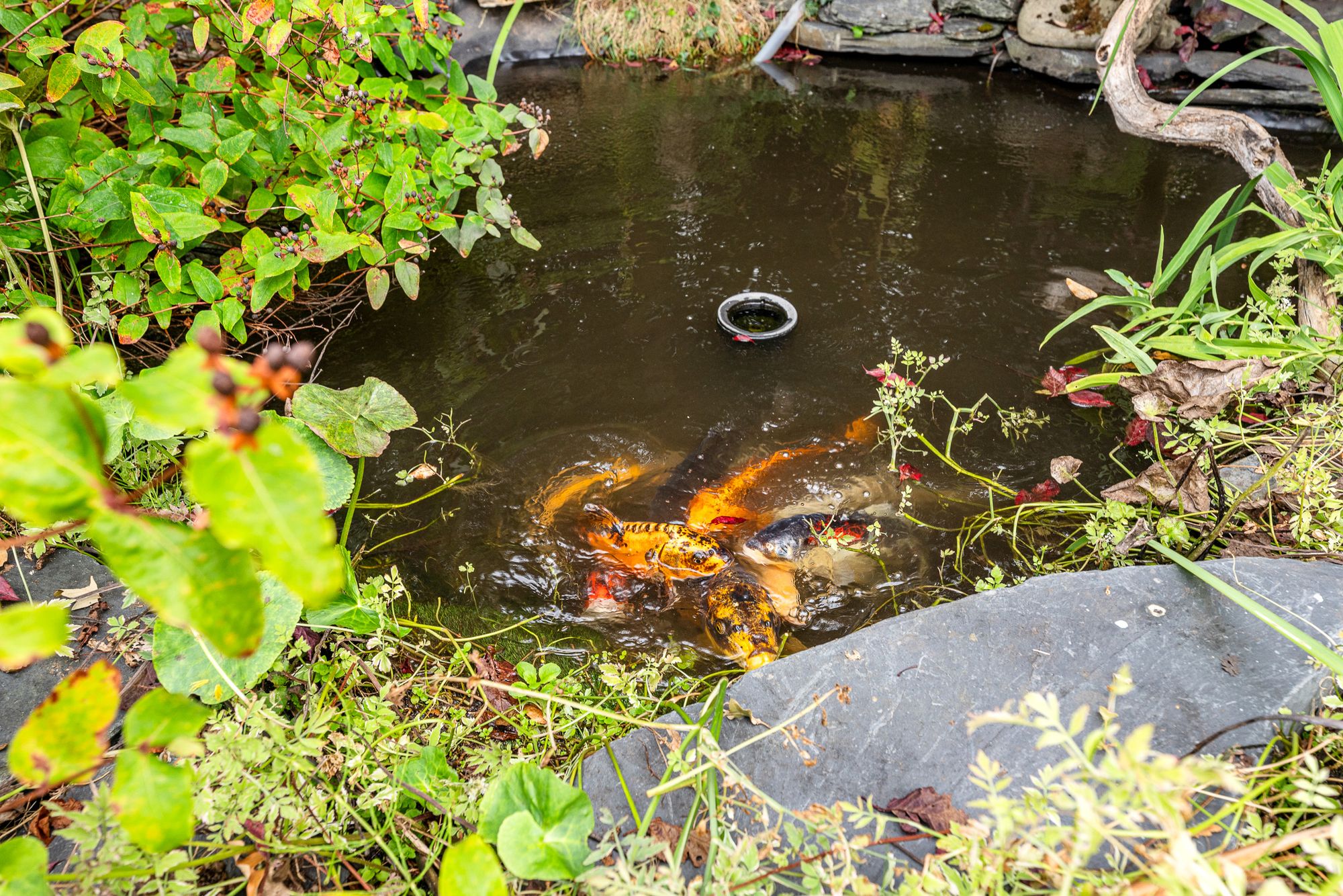 Buckingham Avenue, Widnes, WA8