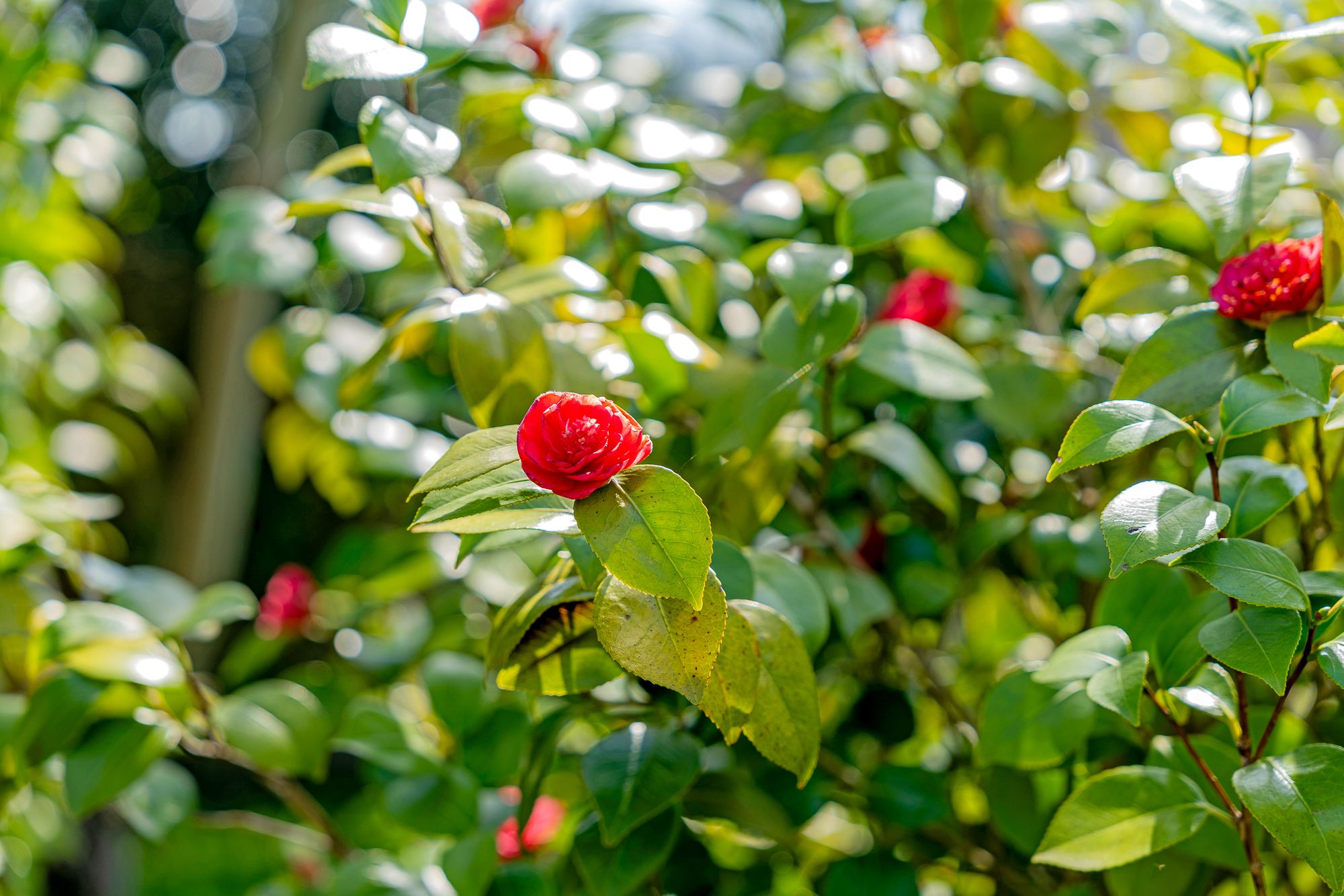 Trentham Close, Widnes
