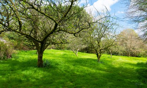 Orchard
