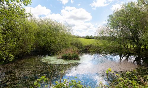 Pond