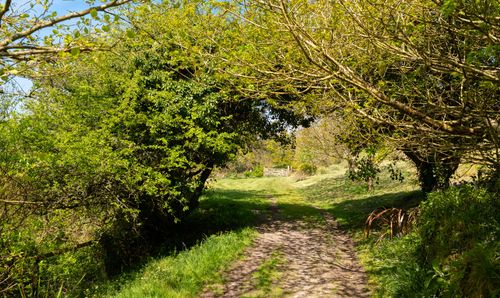 Bluebell Walk