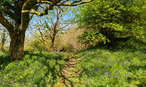 Bluebell Walks
