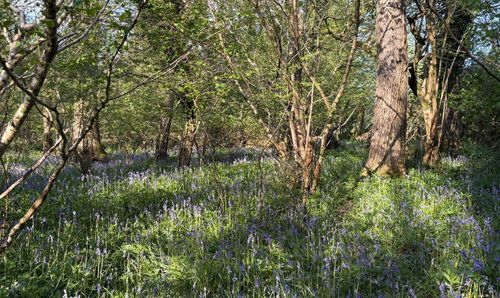 Wooladon Copse