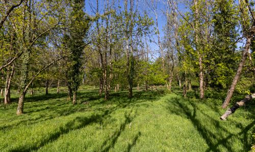 Wooladon Copse