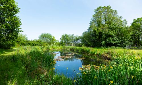 Pond