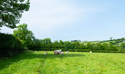 Paddock