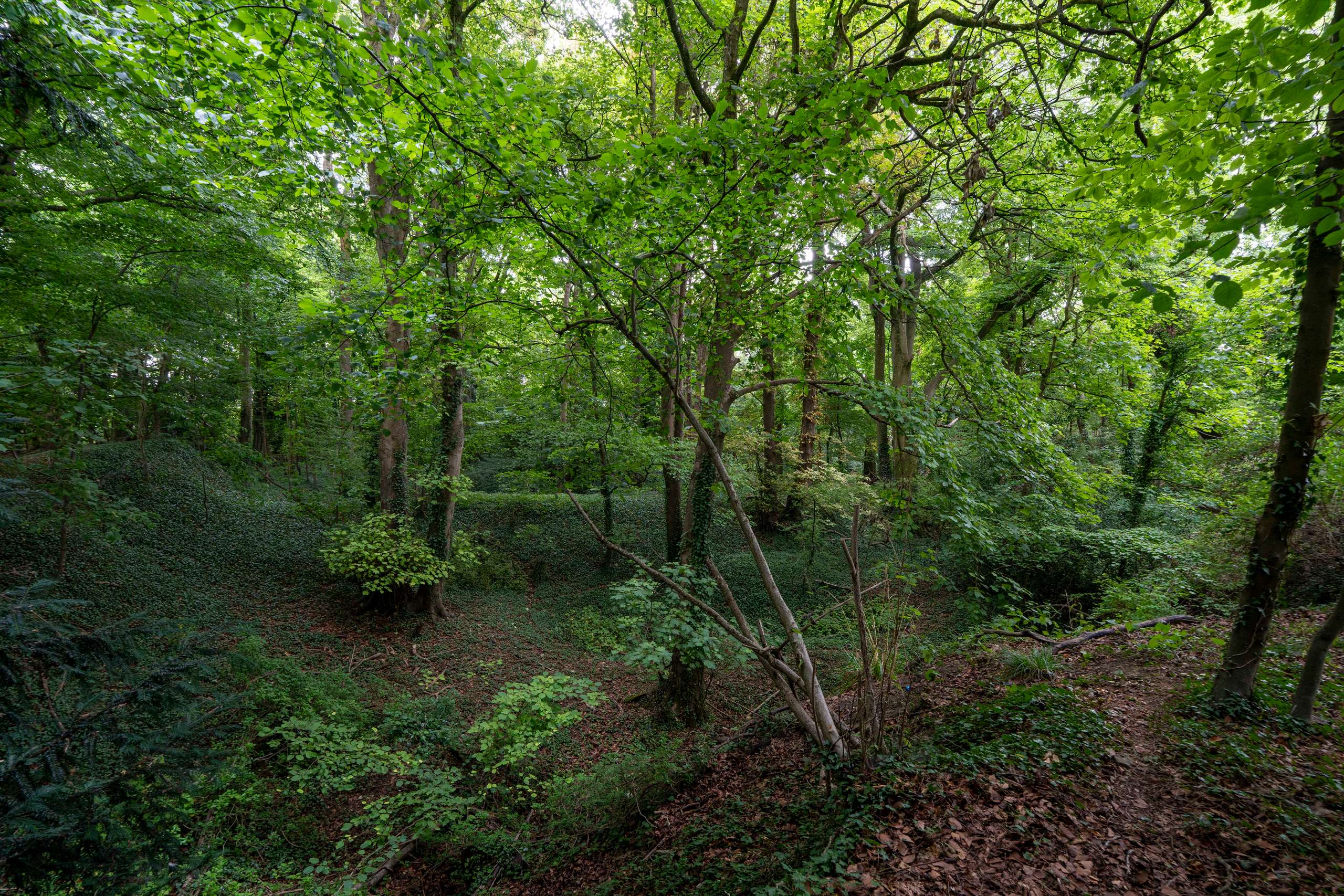 Neighbouring Woodland