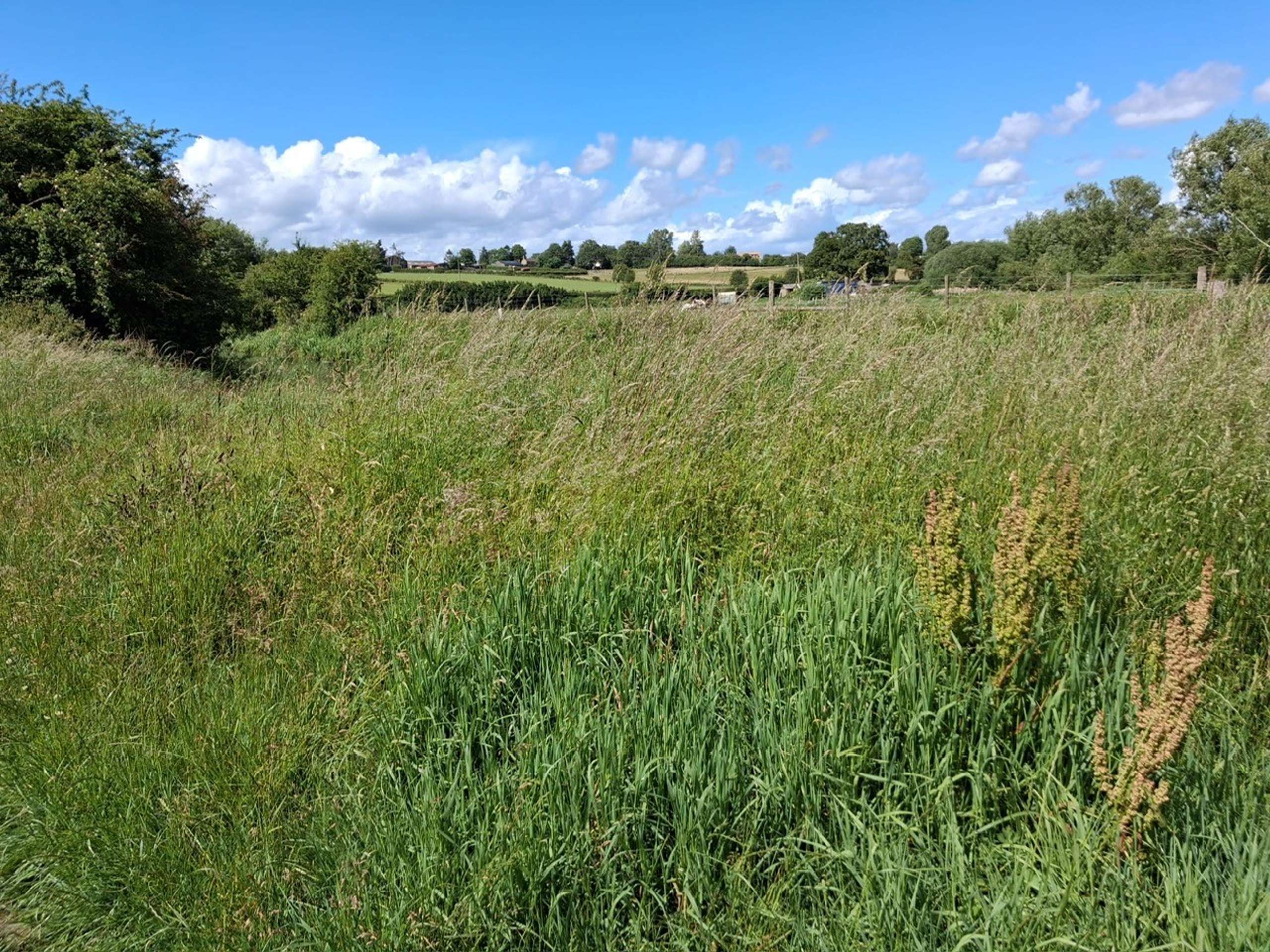 Meadow Walks